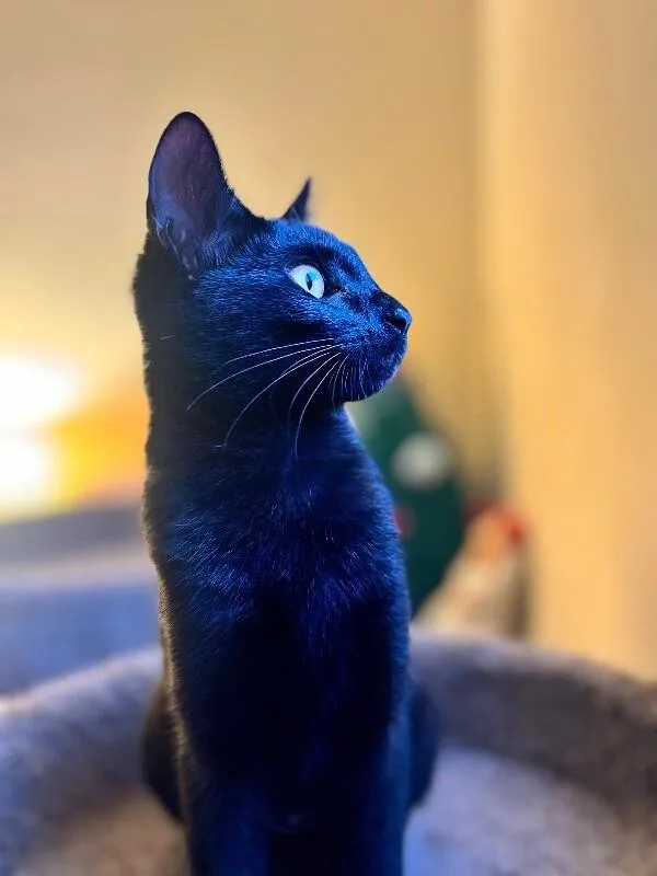 A young medium-sized male Black Domestic Short Hair cat named Shadow for adoption in North Babylon, NY