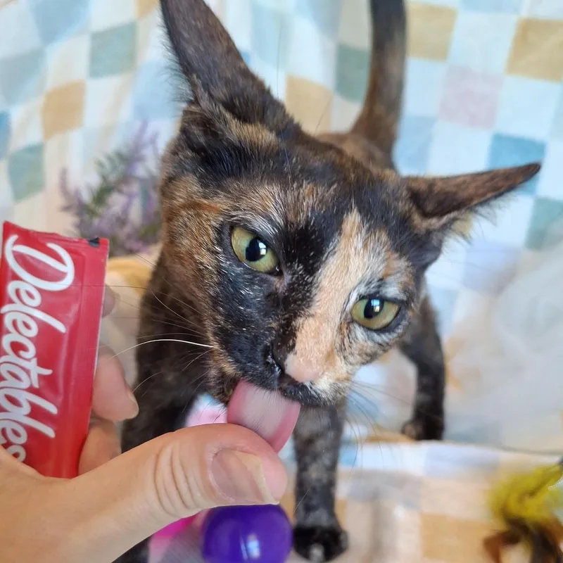 Omelette thumbnail 3