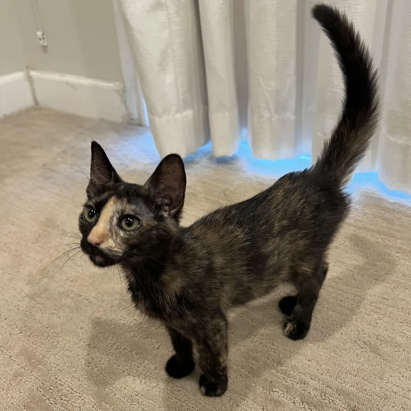 Omelette thumbnail 5