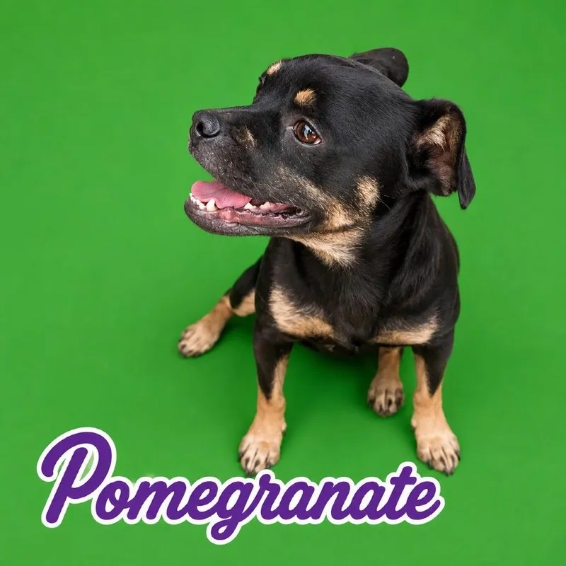 Pomegranate