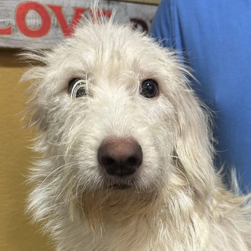 A young medium-sized male Terrier dog named Rand  Local October for adoption in Brookshire, TX