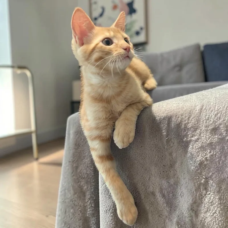 A baby medium-sized male Orange & White Domestic Short Hair cat named Carrot for adoption in Fort Worth, TX