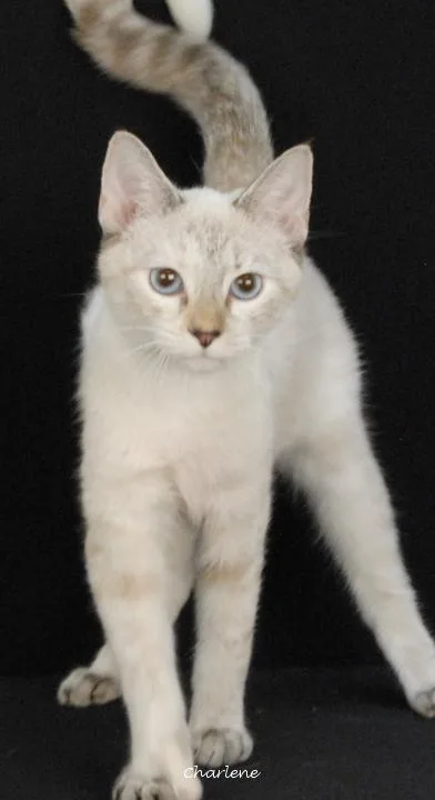 A young medium-sized female Domestic Short Hair cat named Fidget Spinner for adoption in Newland, NC