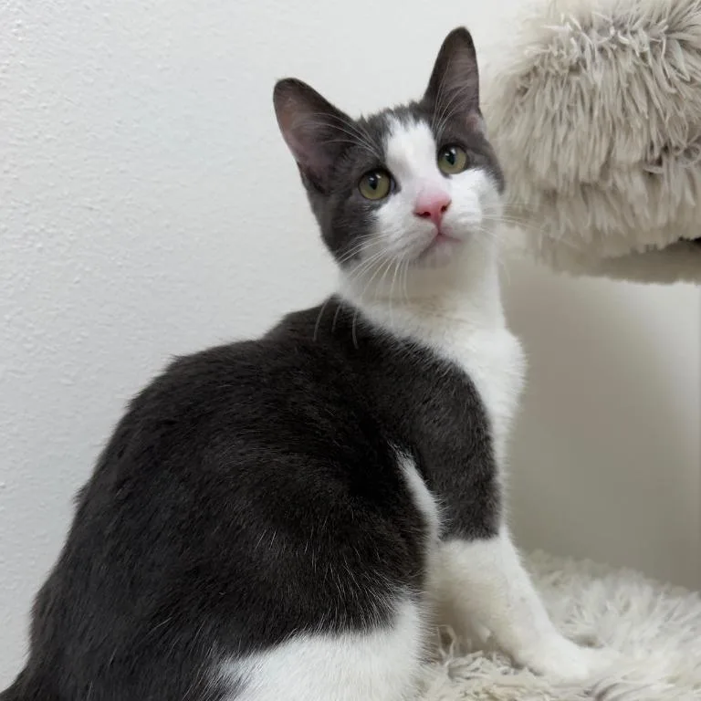 A baby medium-sized male Domestic Short Hair cat named Nino for adoption in Newberg, OR