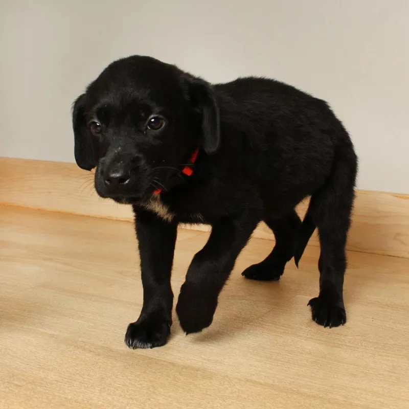 Bismarck D thumbnail 2