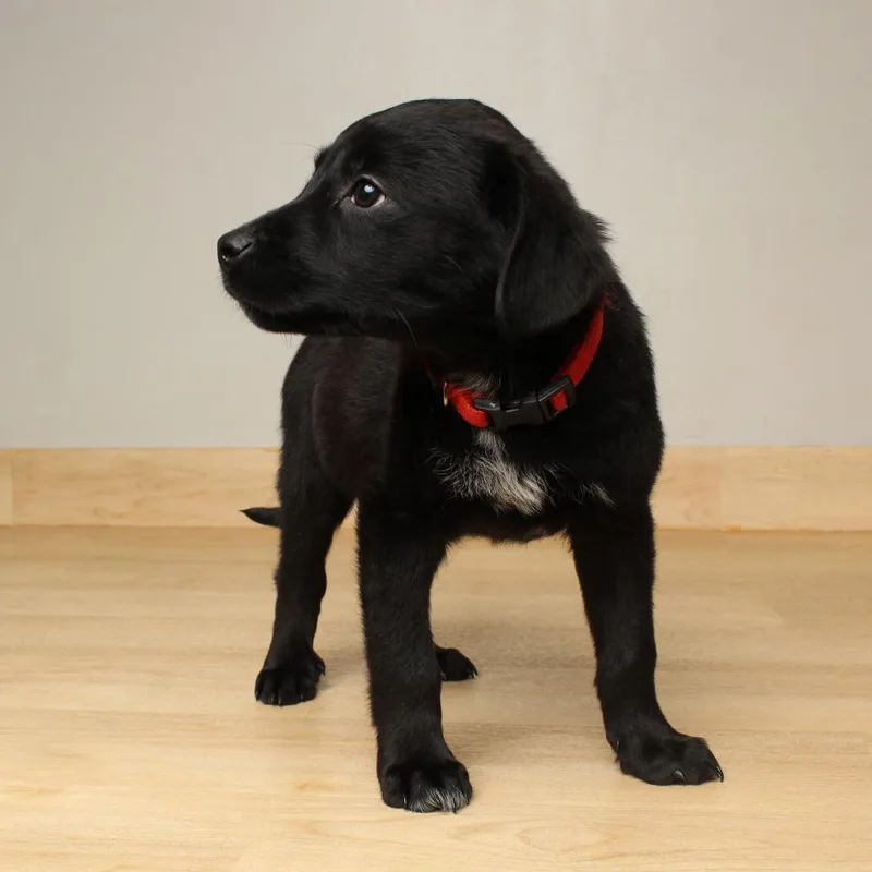 Bismarck D thumbnail 4