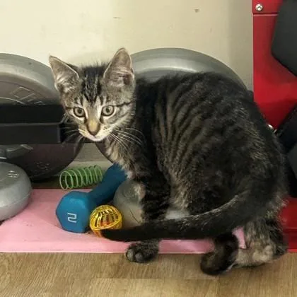 A baby small-sized female Domestic Short Hair cat named Gertrude for adoption in Wheaton, IL
