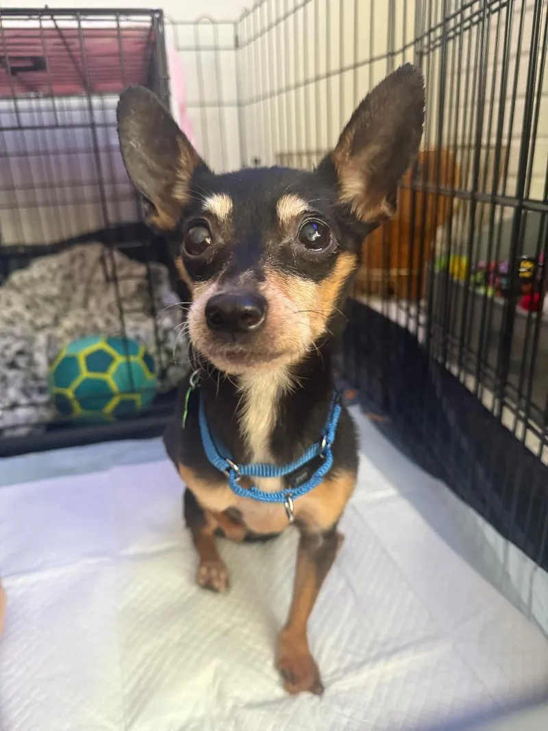 A young small-sized female Chihuahua dog named Minda for adoption in Los Angeles, CA