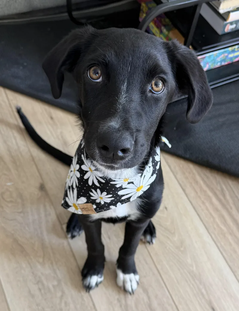 A baby small-sized female Border Collie dog named Ducklett for adoption in las vegas, NV