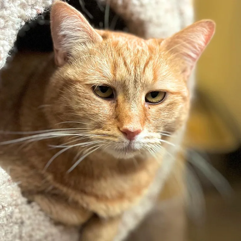 An adult small-sized female Domestic Short Hair cat named Chloe for adoption in Port Washington, NY