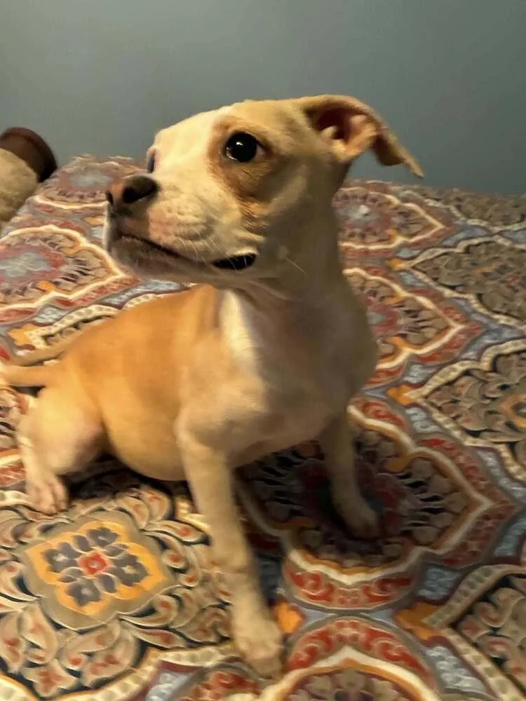 A baby medium-sized female Pit Bull Terrier dog named Sissy for adoption in New York, NY