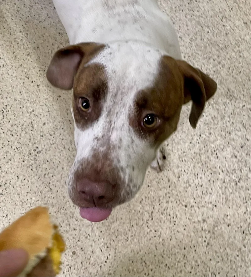 Howie Mandel thumbnail 2