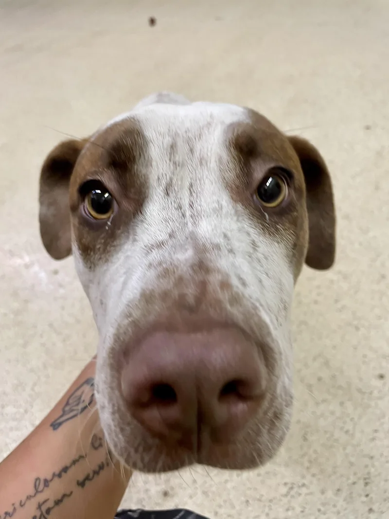 Howie Mandel thumbnail 3