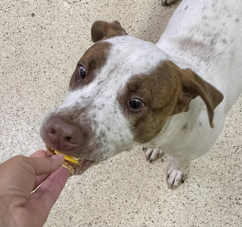 Howie Mandel thumbnail 4