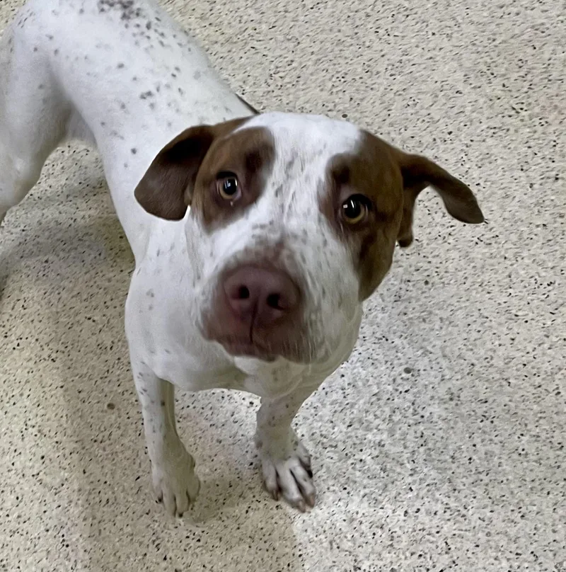 Howie Mandel thumbnail 5