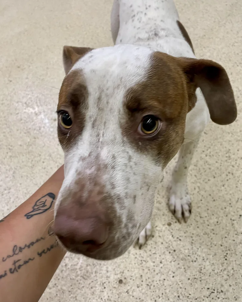 Howie Mandel thumbnail 6