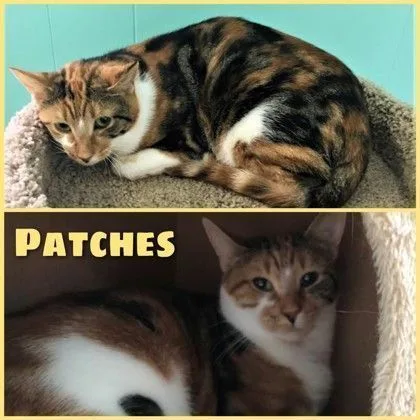An adult medium-sized female Domestic Short Hair cat named Patches for adoption in Fairfax, VA