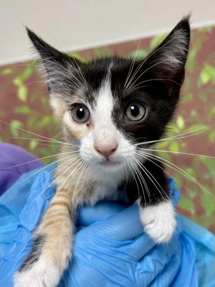 A young small-sized female Domestic Short Hair cat named Vine for adoption in San Antonio, TX
