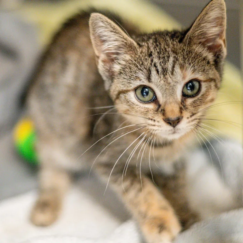 A baby medium-sized female Domestic Short Hair cat named Aurora for adoption in Hilton Head Island, SC