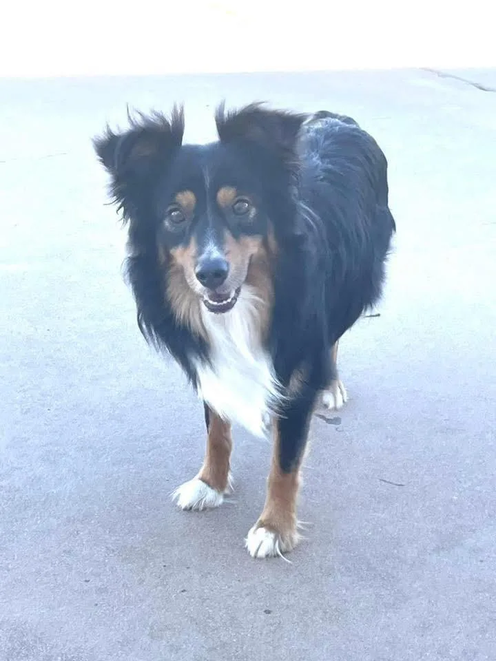 An adult small-sized male Australian Shepherd dog named Hughie for adoption in North Syracuse, NY