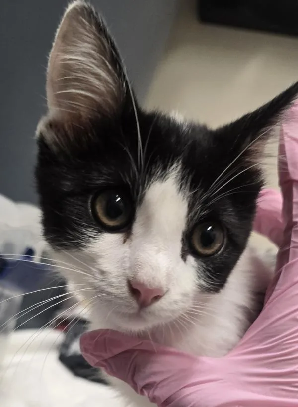 A baby small-sized female Domestic Short Hair cat named Alaska for adoption in El Cajon, CA