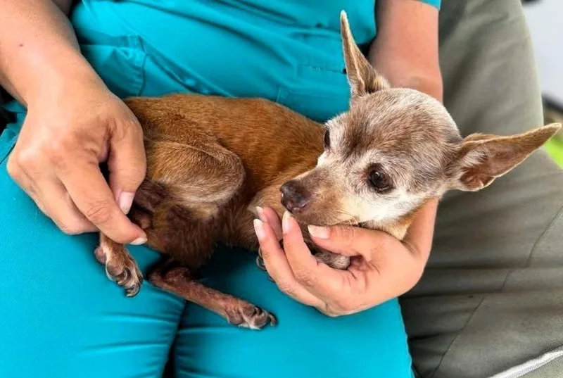 A senior small-sized female Chihuahua dog named Smidge for adoption in Bryan, TX