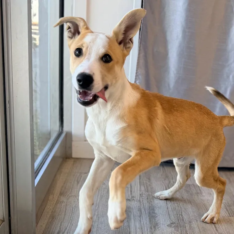 A baby large-sized male Catahoula Leopard Dog dog named Enzo for adoption in Green Bay, WI