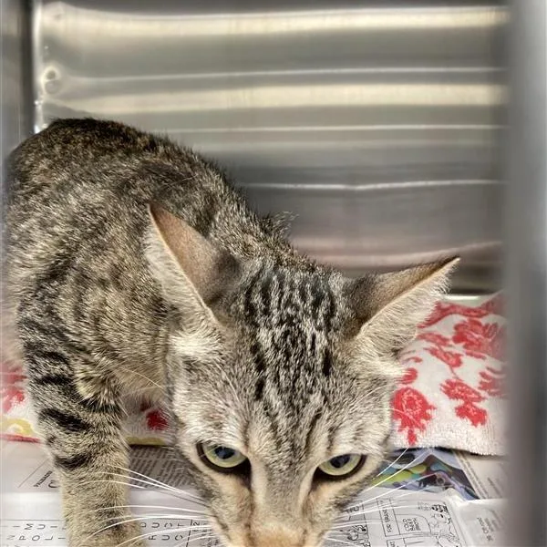 A young medium-sized female Brown / Chocolate Domestic Short Hair cat named Aquamarine for adoption in Long Beach, CA