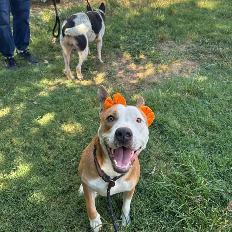 A young medium-sized female Yellow / Tan / Blond / Fawn American Staffordshire Terrier dog named Savannah for adoption in Pittsburgh, PA
