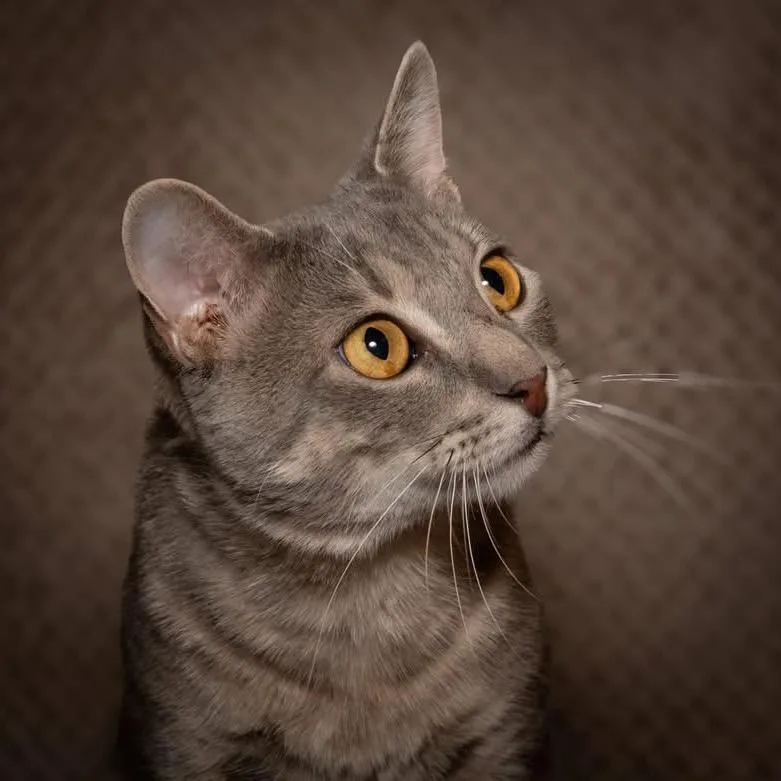 A young medium-sized male Gray / Blue / Silver Domestic Short Hair cat named Roku for adoption in Santa Fe, TX