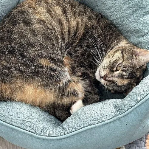 A young medium-sized female Domestic Short Hair cat named Ravine for adoption in Tampa, FL