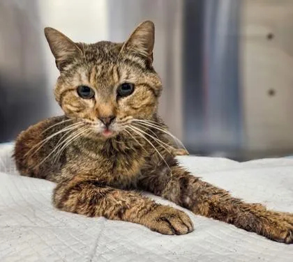 A senior large-sized male Domestic Short Hair cat named Mister Man for adoption in Fresno, CA