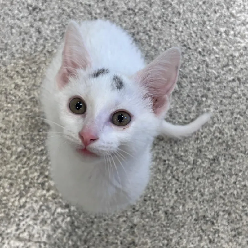 A baby small-sized male White Domestic Short Hair cat named Rookery for adoption in Naperville, IL