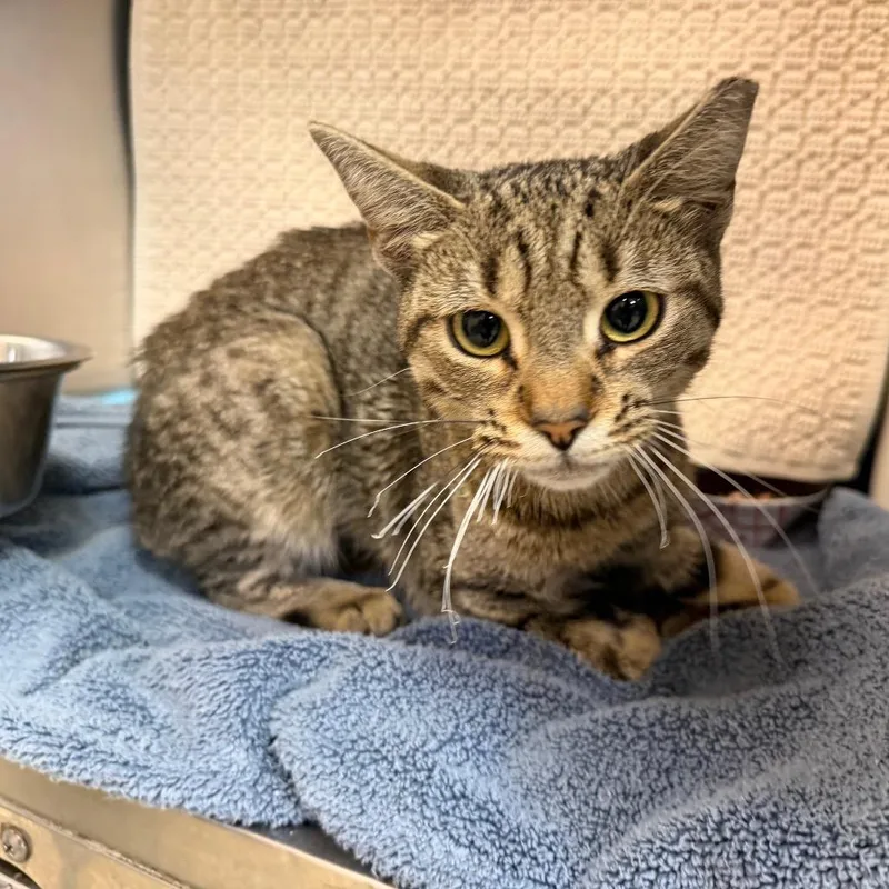 An adult small-sized female Brown / Chocolate Domestic Short Hair cat named MONTStray for adoption in Perkiomenville, PA