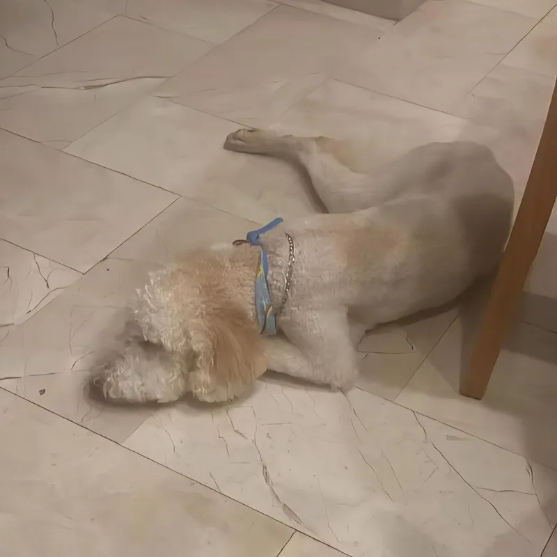 A young medium-sized male Apricot / Beige Standard Poodle dog named Lucky for adoption in Auburn, WA