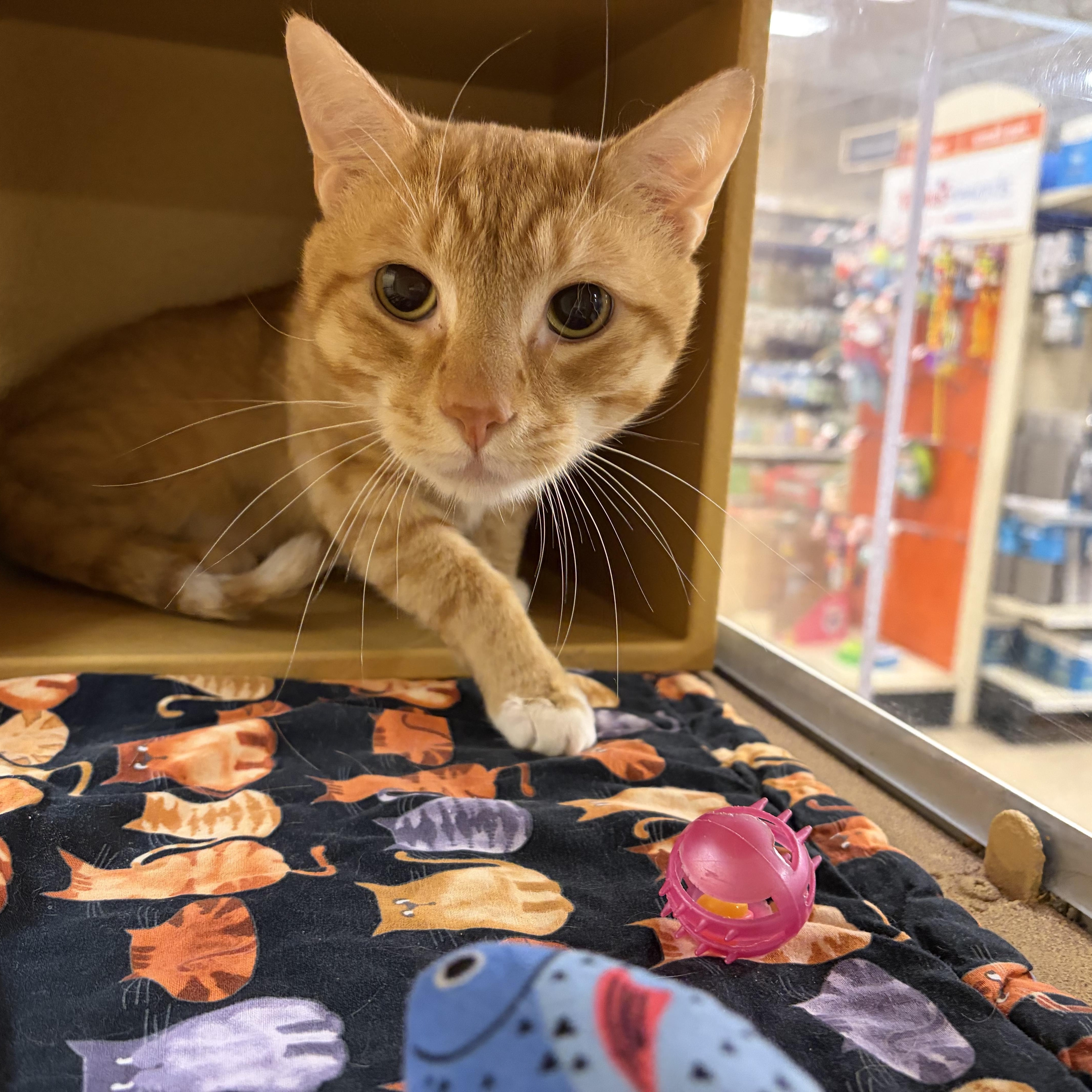An adult medium-sized male Tabby (Orange / Red) Domestic Short Hair cat named Keanu for adoption in Stowe, PA