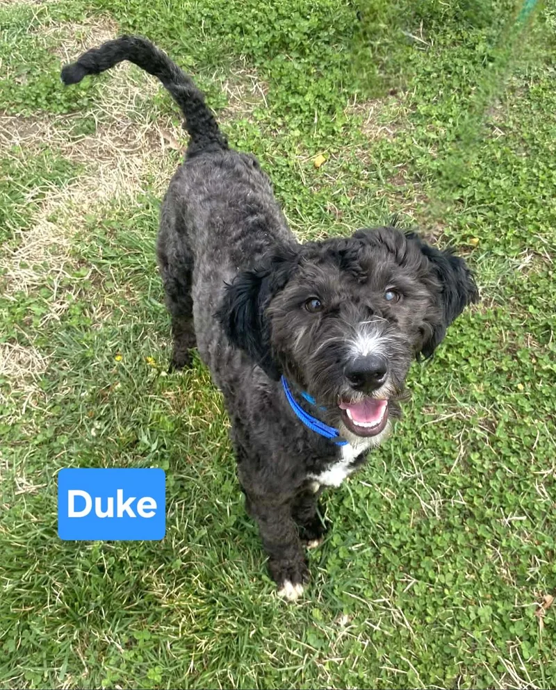 Duke