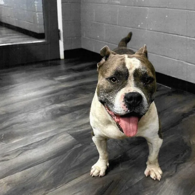 A young large-sized male Brown / Chocolate American Bulldog dog named Chomper for adoption in Trenton, NJ