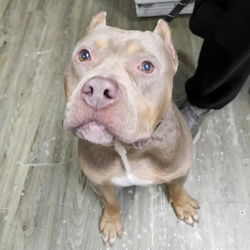 An adult medium-sized male Yellow / Tan / Blond / Fawn Mixed Breed dog named Nino for adoption in Summerville, SC