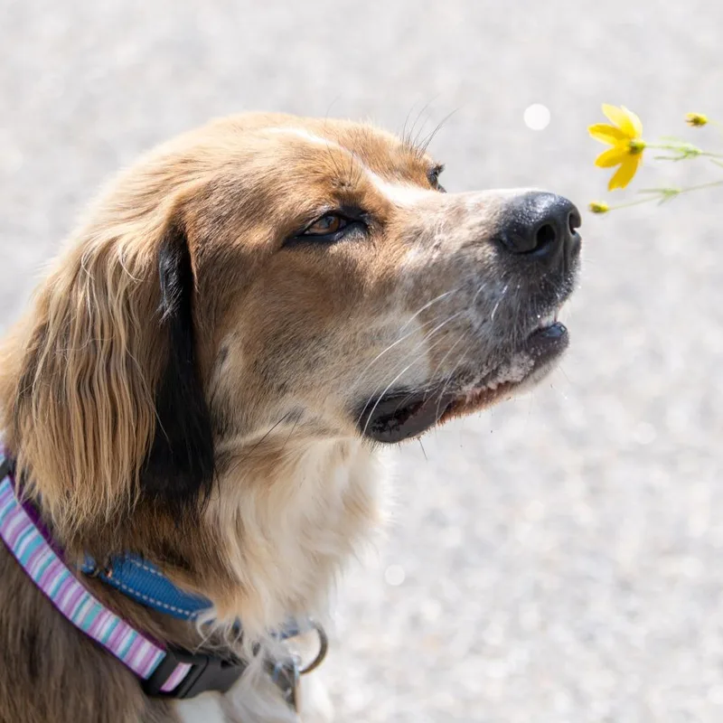 A young large-sized male Brown / Chocolate Mastiff dog named Munch for adoption in Kennebunk, ME