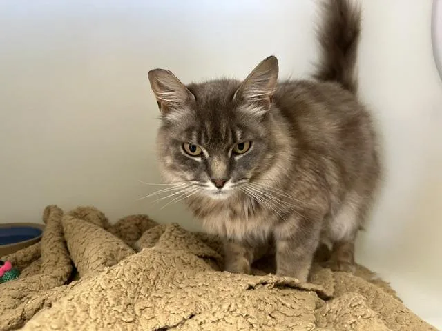 A young small-sized female Domestic Medium Hair cat named Wisp for adoption in McKinleyville, CA