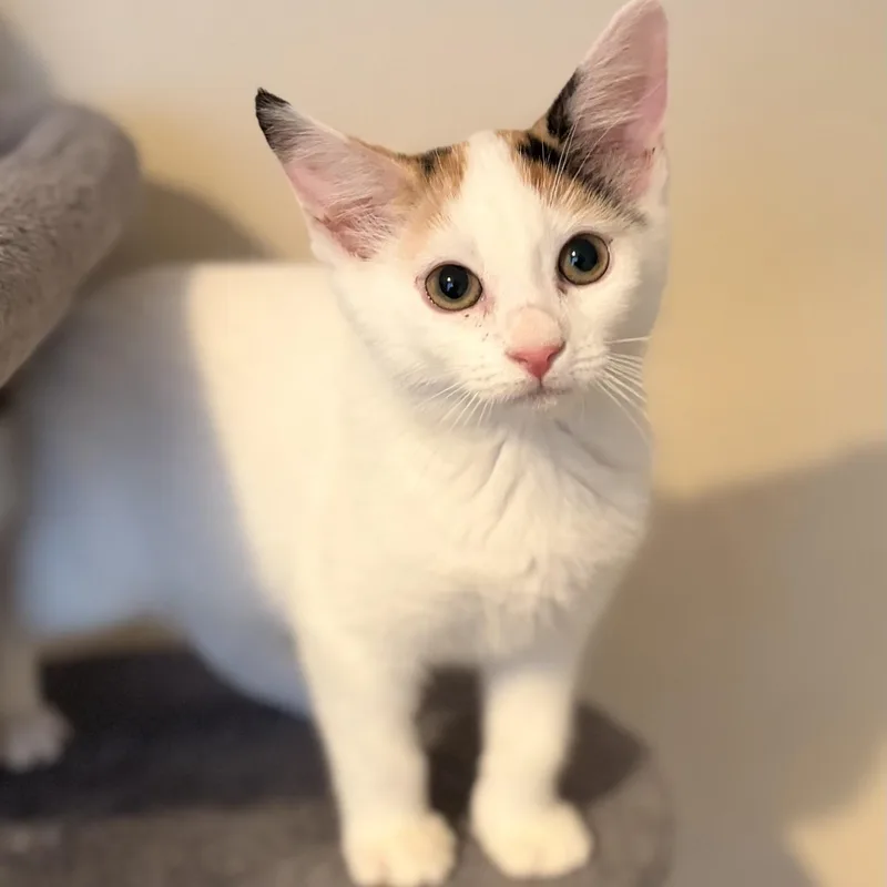 Cream Puff