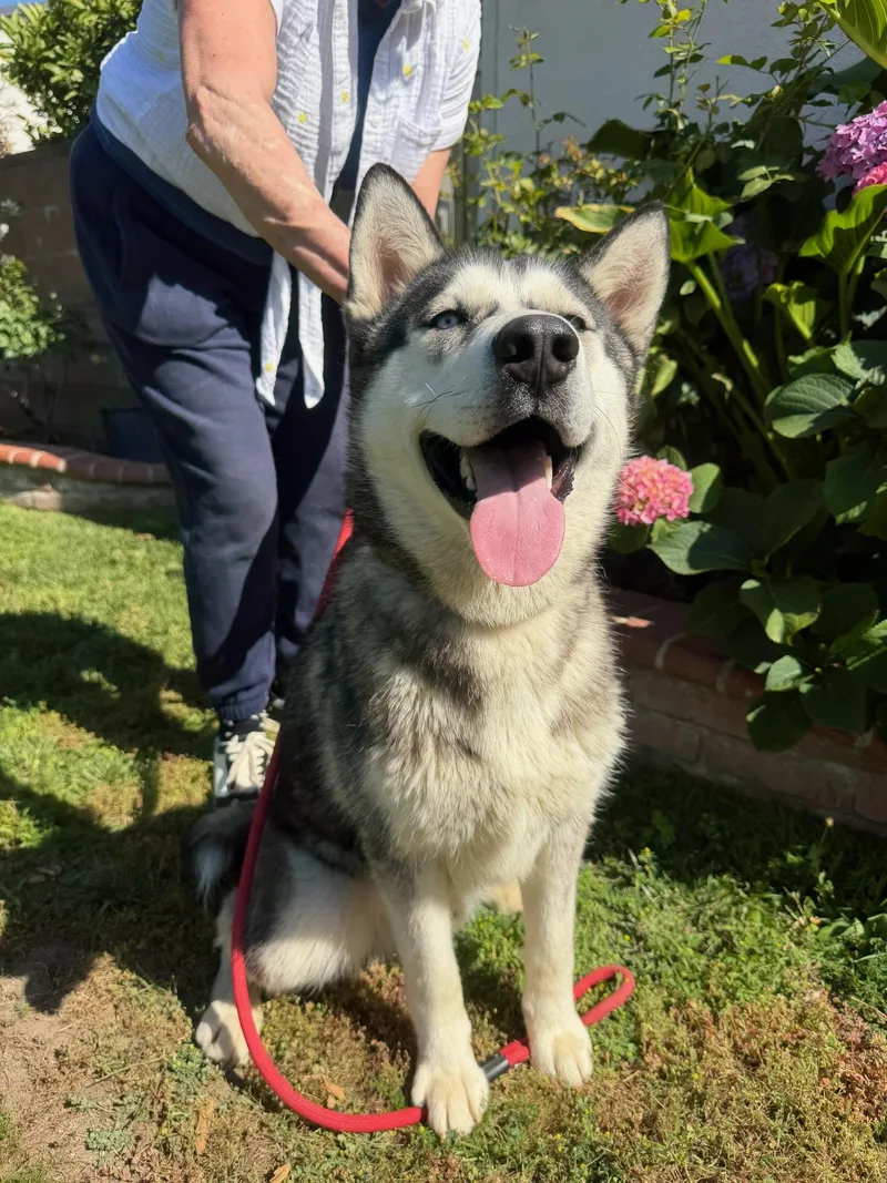 A young medium-sized male Husky dog named Damian for adoption in santa monica, CA