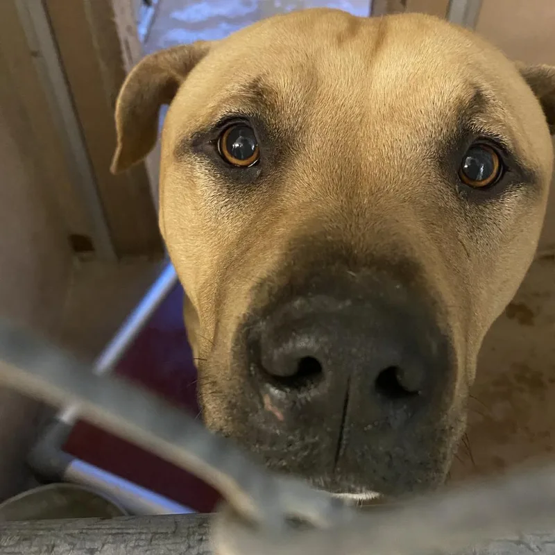 An adult medium-sized male Pit Bull Terrier dog named King for adoption in Abilene, TX