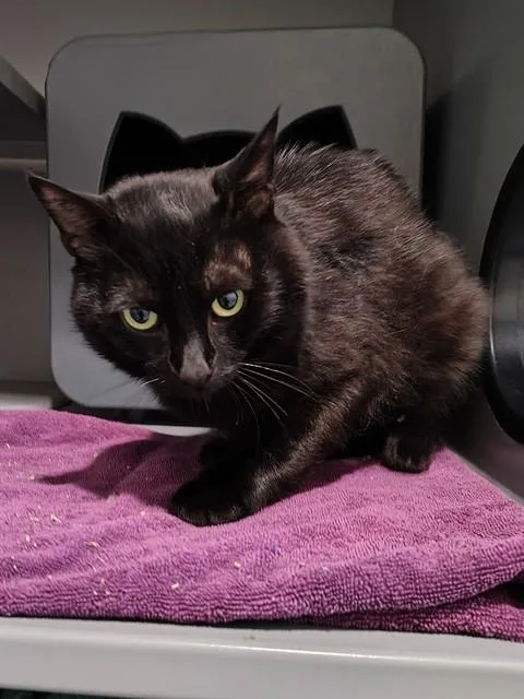 A young small-sized male Domestic Short Hair cat named Fenrir for adoption in Leesburg, VA
