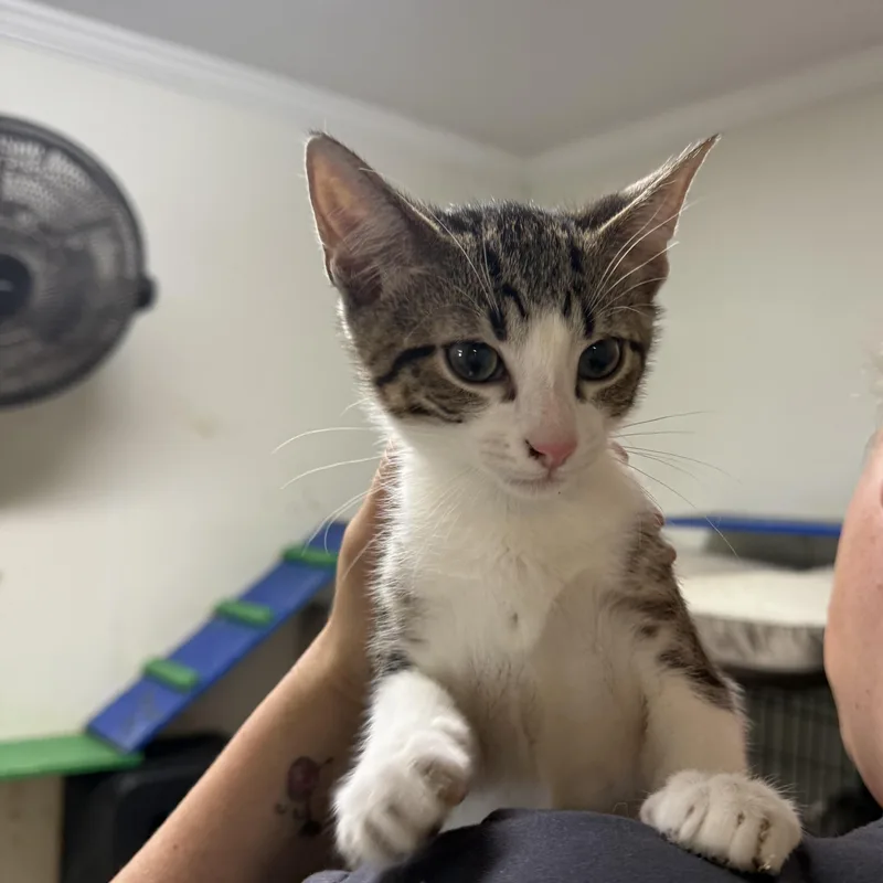 A baby small-sized male White Domestic Short Hair cat named Scooter for adoption in Hendersonville, TN