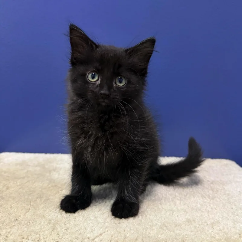 A baby medium-sized female Black Domestic Medium Hair cat named Breeze for adoption in High Ridge, MO