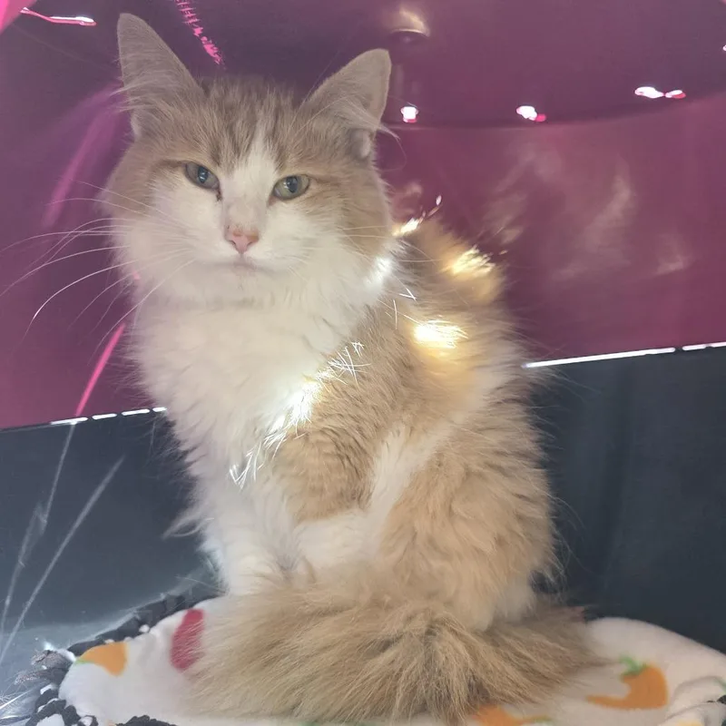 An adult medium-sized female Orange / Red Domestic Long Hair cat named Floofy for adoption in Fort Wayne, IN