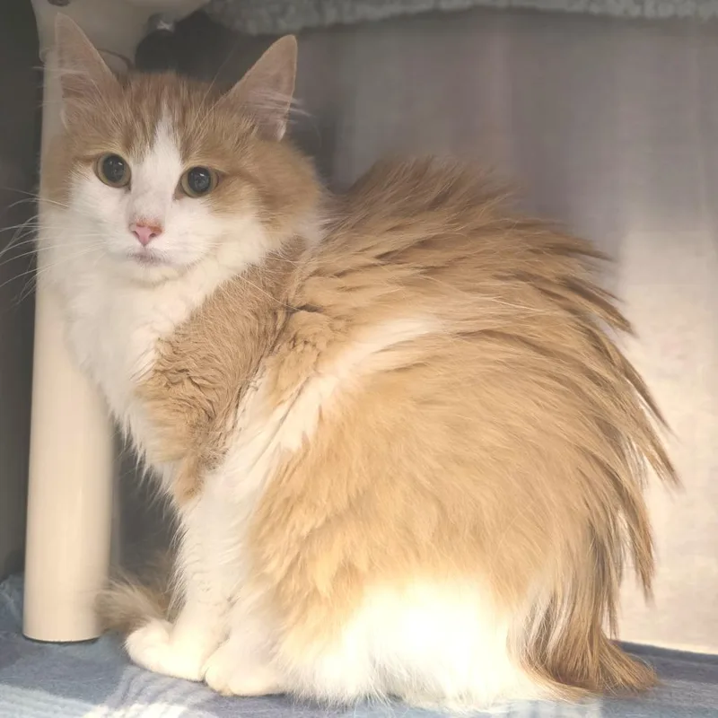 Floofy thumbnail 2