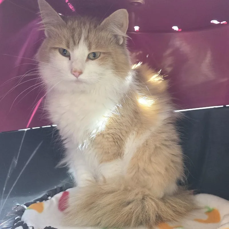 Floofy thumbnail 3